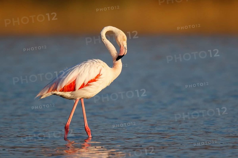 Greater Flamingo (Phoenicopterus roseus), Lesvos, Greece