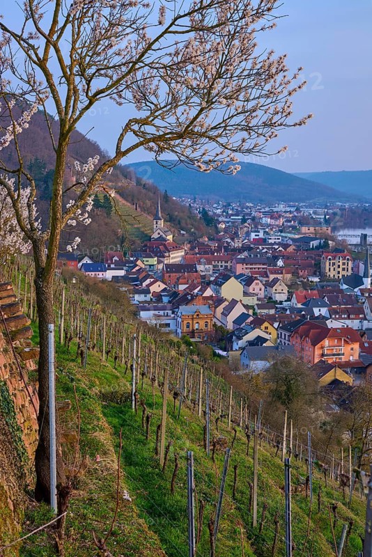 Vineyards and almond trees stretch over a hill with a view of a town, Klingenberg am Main, Churfranken, Untermain, Main, Spessart, Bavaria, Germany