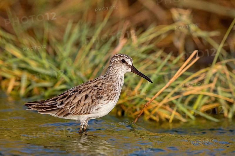 Marsh Sandpiper, (Calidris falcinellus), (Limicola falcinellus), animals, birds, wading bird from the genus Limicola, biotope, habitat, foraging, Middle East, Raysut, Salalah, Sohar, Oman