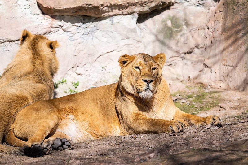 Asiatic lion (Panthera leo persica) on a sunny day in the dessert, captive, habitat in India