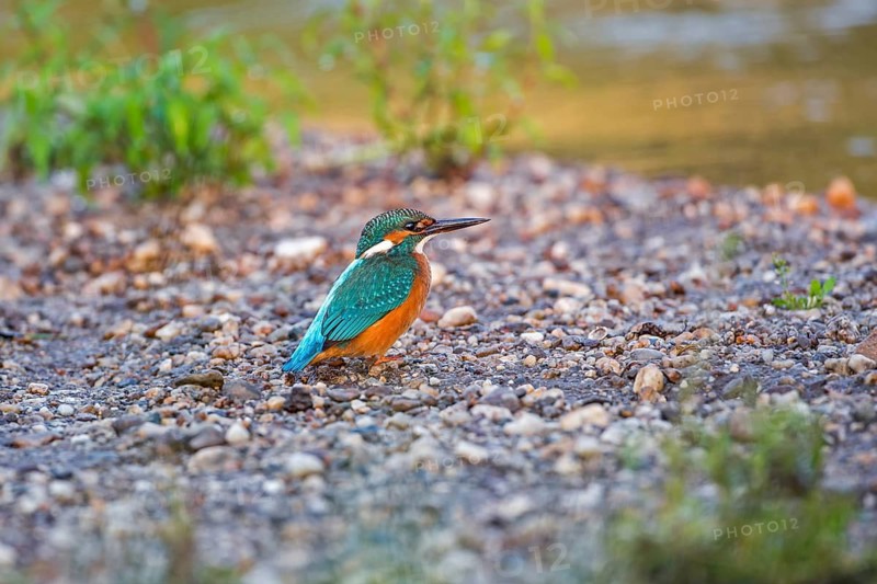 Common Kingfisher (Alcedo atthis) juvenile male, Saxony-Anhalt, Germany