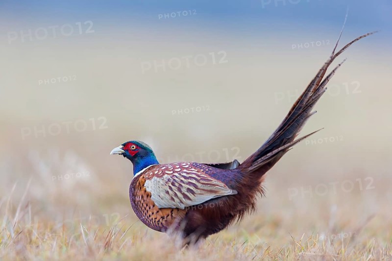 Fasan, Common Pheasant, Pheasant, Ring-necked Pheasant, Phasianus colchicus, Faisan de Colchide, Faisan de chasse, Faisán Vulgar