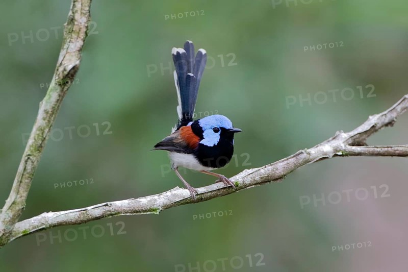 Lovely Fairywren (Malurus amabilis) male perched on a branch, Queensland, Australia