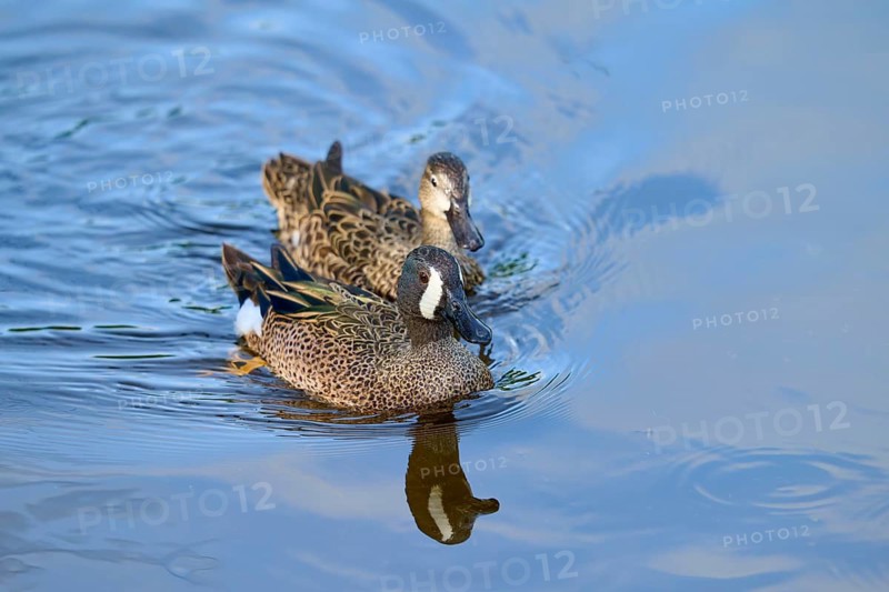 Two blue winged duck (Spatula discors), together on water, spring, Wakodahatchee Wetlands, Delray Beach, Florida, USA