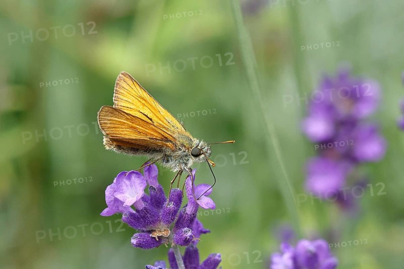 Large skipper (Ochlodes venatus), collecting nectar from a flower of Common lavender (Lavandula angustifolia), close-up, macro photograph, Wilnsdorf, North Rhine-Westphalia, Germany