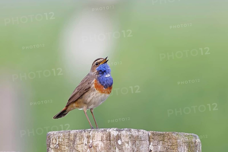 Bluethroat (Luscinia svecica cyanecula), male, singing on a pasture fence post, wildlife, Lembruch, Ochsen Moor, Dümmer nature park Park, Lower Saxony, Germany
