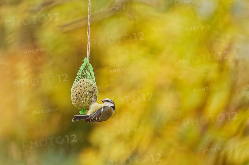 Blue tit (Cyanistes caeruleus) feeding on suet ball hanging in garden during autumn, soft natural background, Germany
