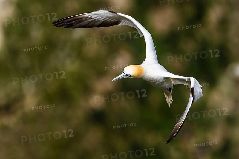 Gannet, Morus bassanus, bird in fly, Bempton Cliffs, North Yorkshire, England, United Kingdom