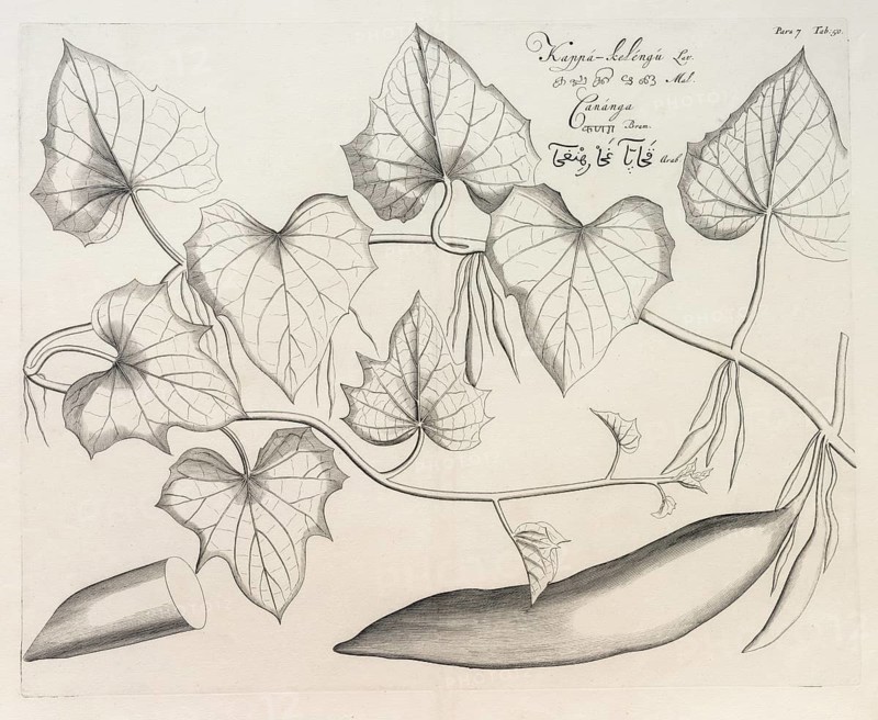 Kappa Kelengu, copperplate engraving by Hendrik Adriaan van Rheede tot Draakenstein, from the botanical work Hortus Malabaricus, 1678