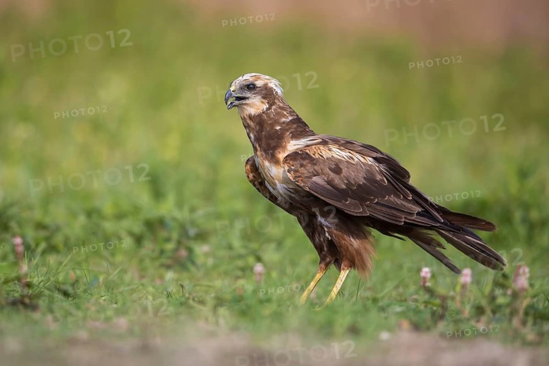 Western Marsh Harrier (Circus aeruginosus), Poland