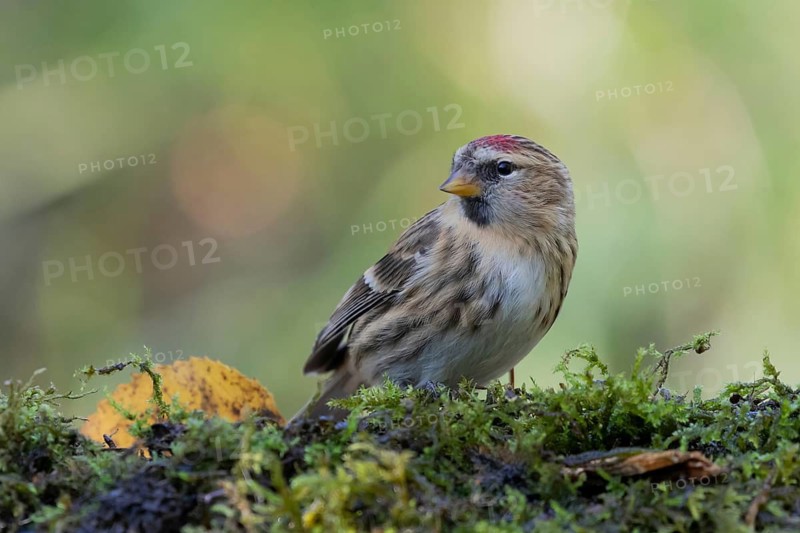 Common Redpoll (Acanthis flammea), Lower Saxony, Germany