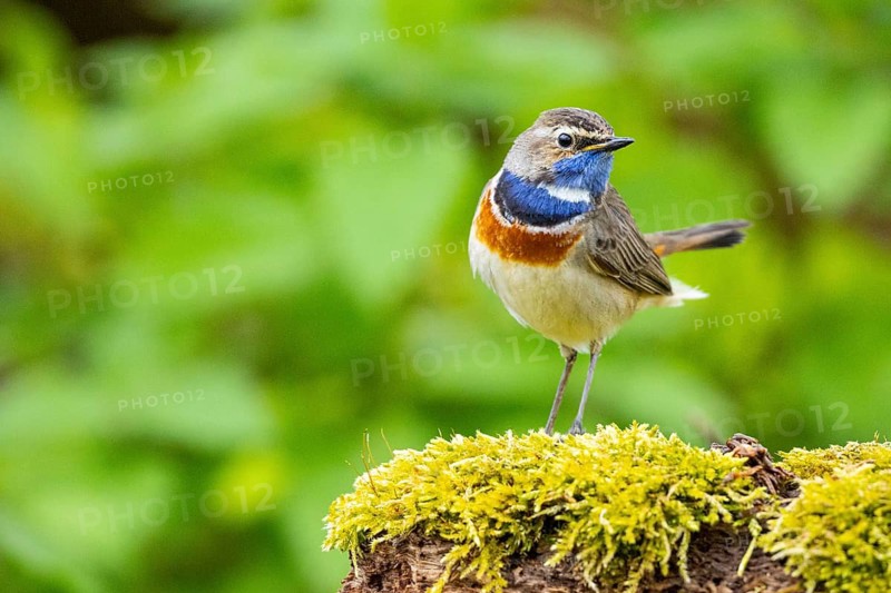 Bluethroat (Luscinia svecica cyanecula) Male Germany