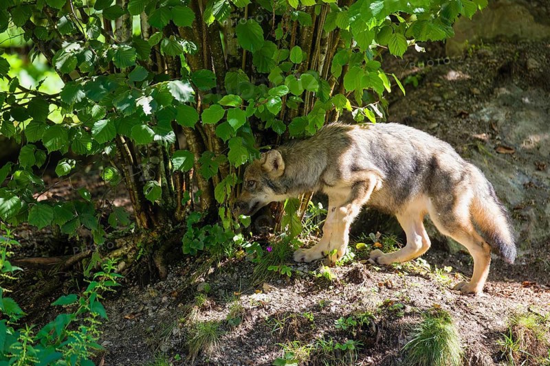 A gray wolf pup (Canis lupus lupus) runs along the edge of a forest on a sunny day