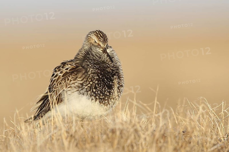 Pectoral Sandpiper (Calidris melanotos), Alaska, USA
