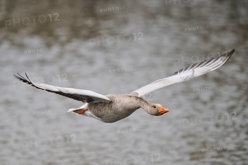 Graylag goose (Anser anser) flying over the water, Düne, Helgoland, Schleswig-Holstein, Germany