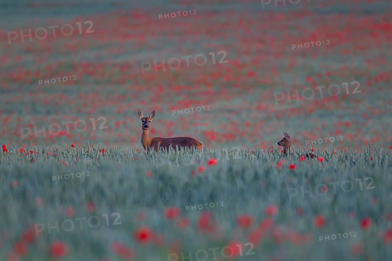 Roe deer (Capreolus capreolus) adult female doe with a young juvenile fawn in a farmland wheat field with flowering poppy flowers, Suffolk, England, United Kingdom