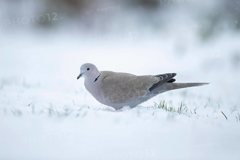 Collared dove (Streptopelia decaocto) adult bird in a snow covered garden in winter, England, United Kingdom