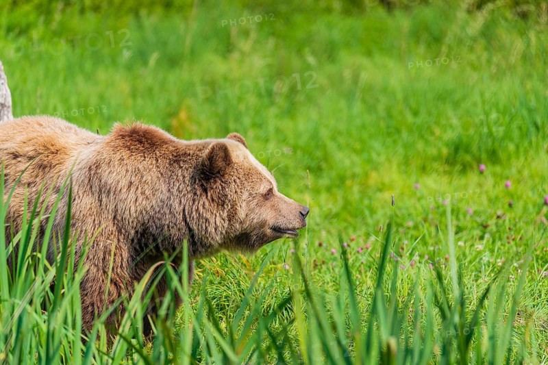 One adult male eurasian brown bear (Ursus arctos arctos) stands in a meadow with tall grass