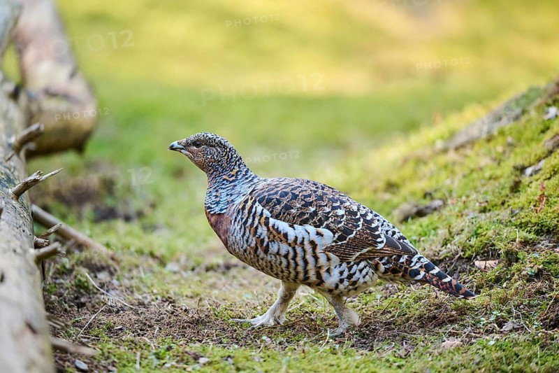 Western capercaillie (Tetrao urogallus) female (hen) standing on the ground at the edge of a foest, Bavaria, Germany