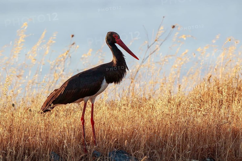 Black Stork (Ciconia nigra) foraging, Lesvos, Greece