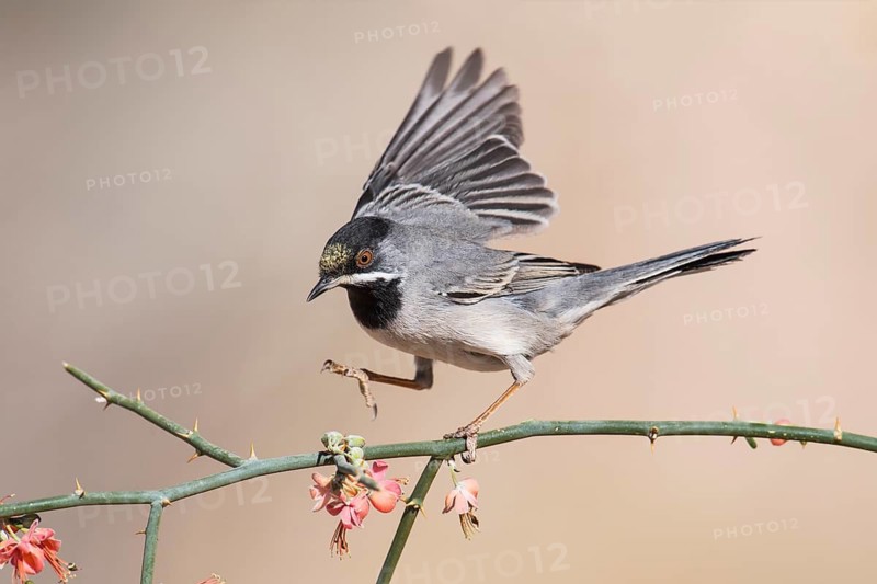 Rüppell's Warbler (Sylvia ruppeli) male, Eilat, Israel