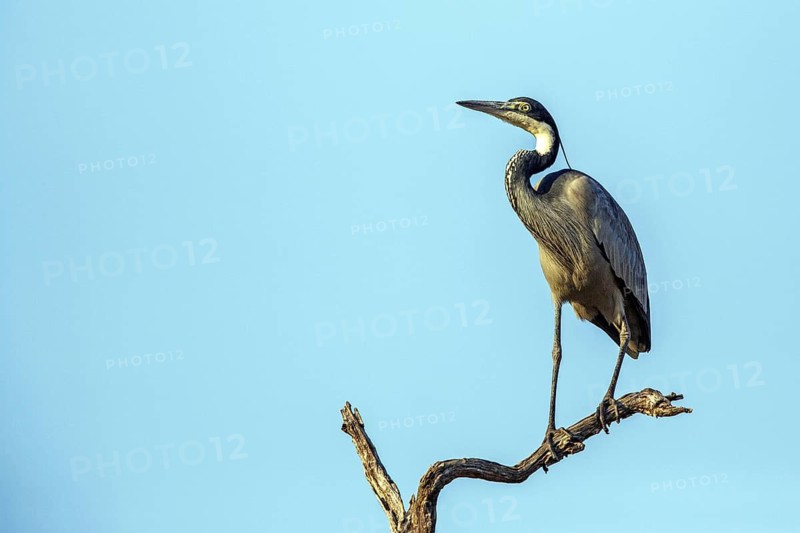 Black-necked heron (Ardea melanocephala), South Africa