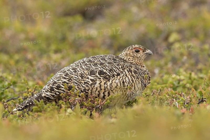 Willow Ptarmigan (Lagopus lagopus) female, Norway