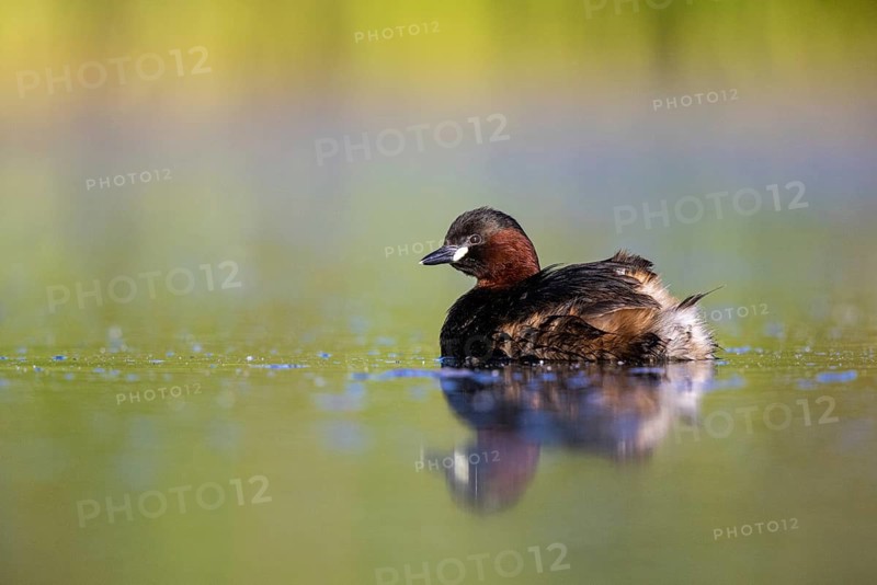 Little Grebe (Tachybaptus ruficollis), North Rhine-Westphalia, Germany