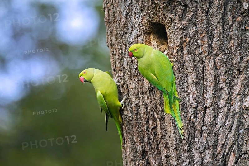 Two rose-ringed parakeets, ring-necked parakeet, ringneck parrots, Kramer parrot (Psittacula krameri) at entrance of nest in tree