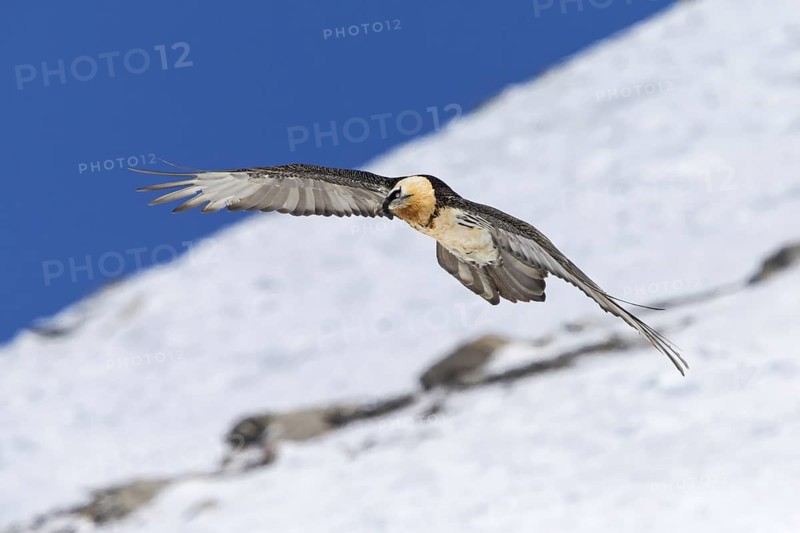 Bearded vulture, lammergeier, (Gypaetus barbatus), Gypaetus barbatus meridionalis, hawk family, vulture, animals, birds, flight photo, blue sky, snow, winter, Gemmi Pass, Valais, Switzerland