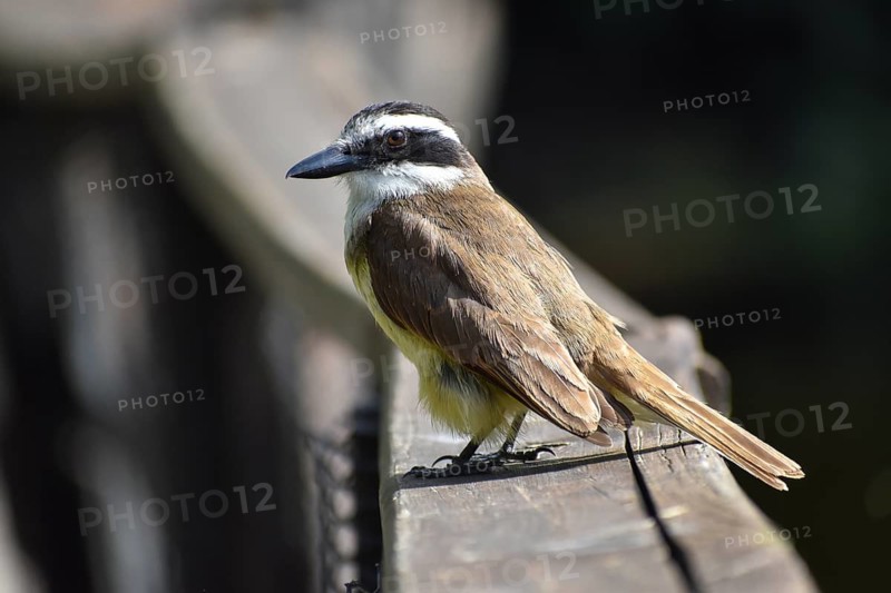 Portrait of a great kiskadee (Pitangus sulphuratus) in the wild, seen in Buenos Aires, Argentina