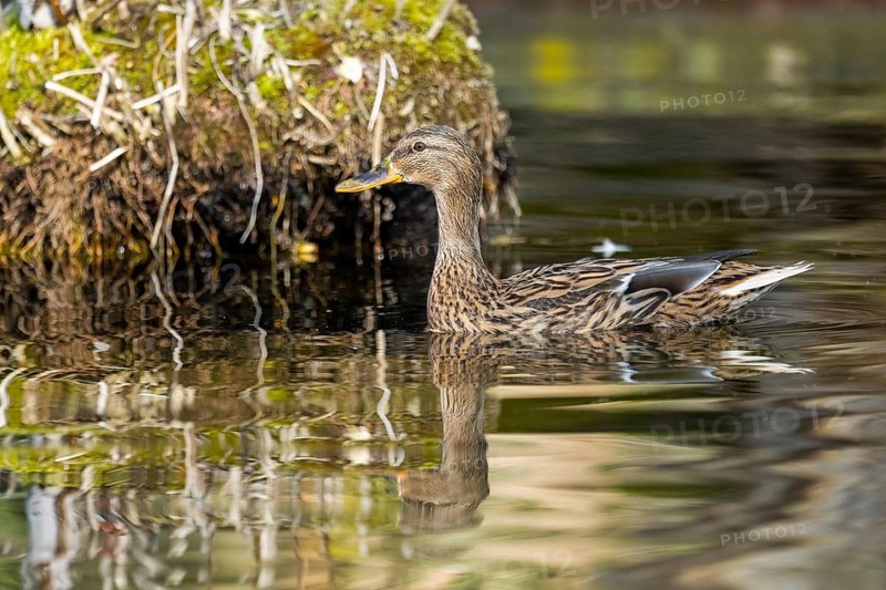 Mallard (Anas platyrhynchos) female on a lake in winter, Bavaria, Germany