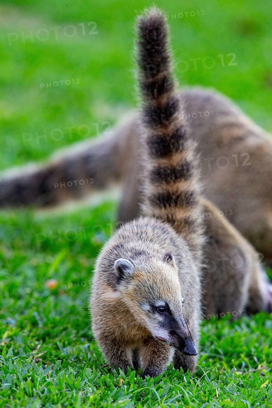South American coati (nasua nasua) Pantanal Brazil
