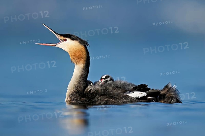 Great Crested Grebe (Podiceps Scalloped ribbonfish), with chicks in plumage swimming in the water, Lake Zug, Canton Zug, Switzerland