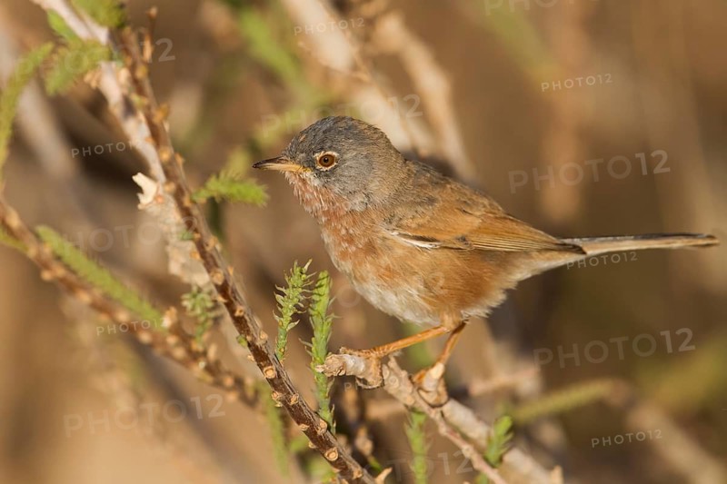 Tristrams Warbler - Atlasgrasmücke - Sylvia deserticola, Morocco, adult