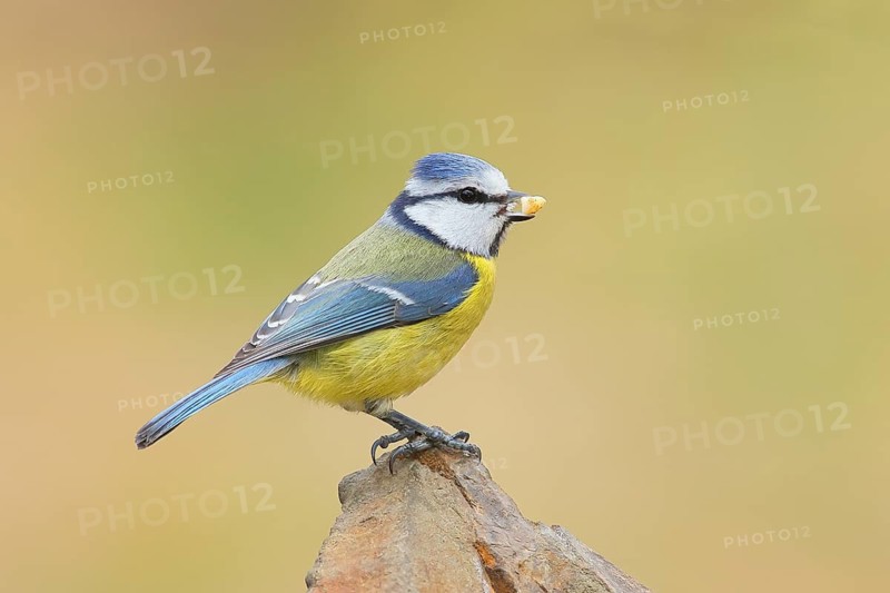 Blue tit (Parus caeruleus), sitting on a stone, wildlife, animals, birds, Siegerland, North Rhine-Westphalia, Germany