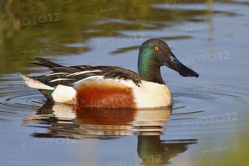 Northern Shoveler (Spatula clypeata) male, Netherlands