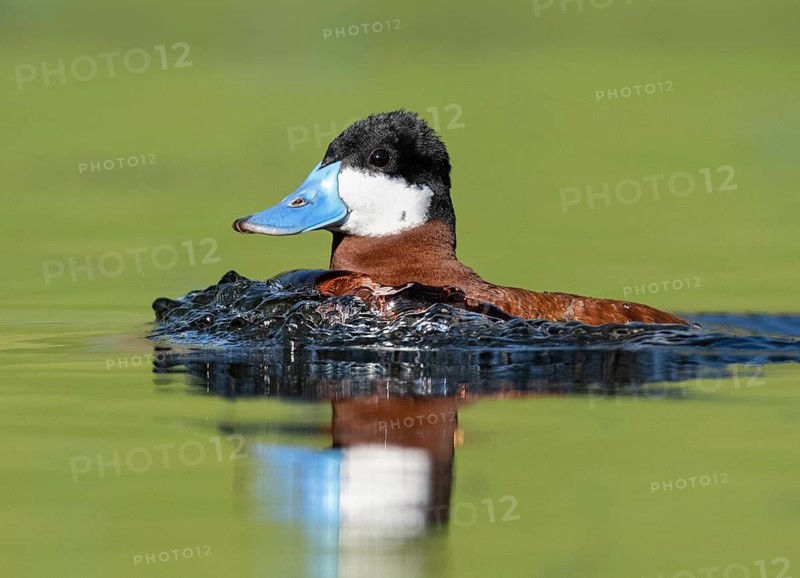 Ruddy Duck (Oxyura jamaicensis) male, British Columbia, Canada