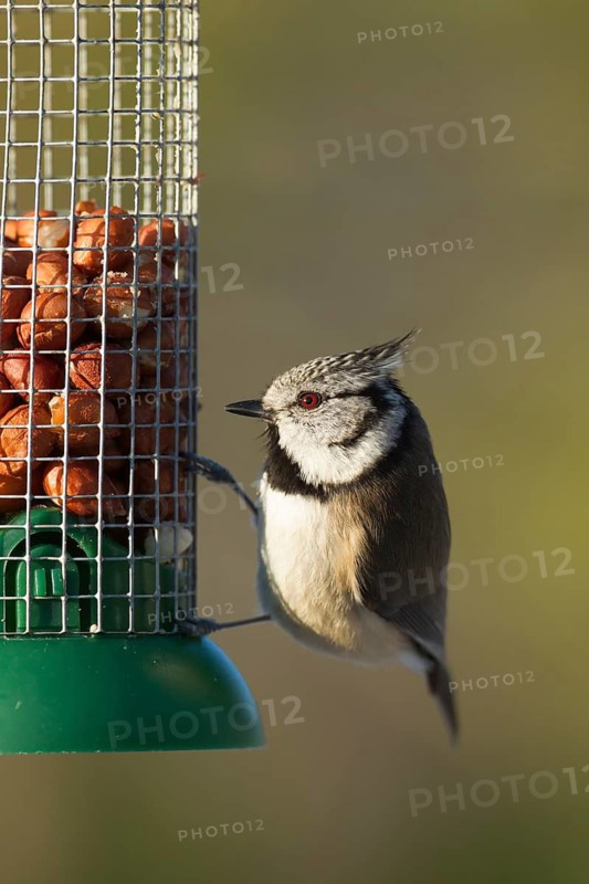 Crested tit (Parus cristatus) adult bird on a garden bird peanut feeder in winter, Scotland, United Kingdom
