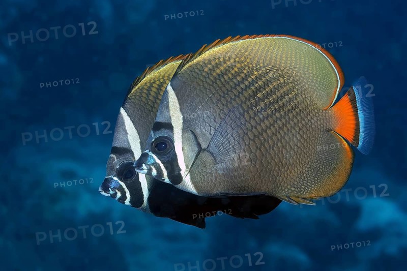 Underwater photo close-up pair of collar butterflyfish, Indian Ocean, Maldives