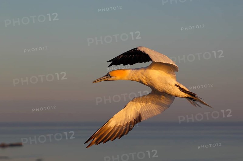 Basstölpel, lat. Sula bassana, im Vorbeiflug vom Abendlicht angeleuchtet über der Nordsee vor Helgoland