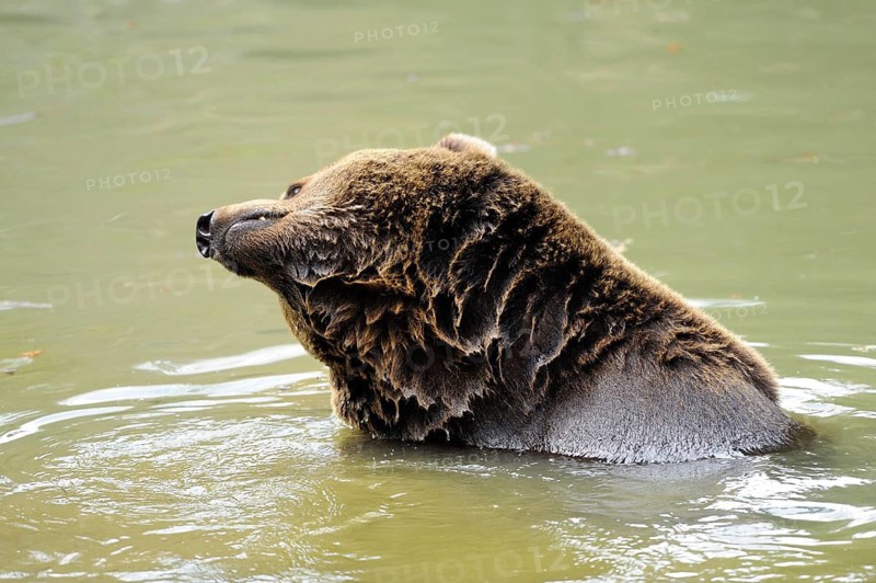 A brown bear sits relaxed in the water and enjoys the surroundings, Eurasian brown bear (Ursus arctos arctos), Bavarian Forest National Park