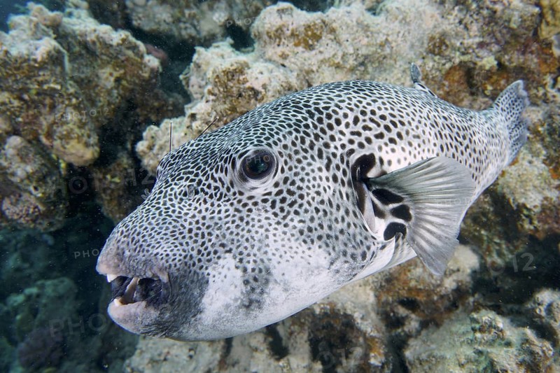 Giant pufferfish (Arothron stellatus)