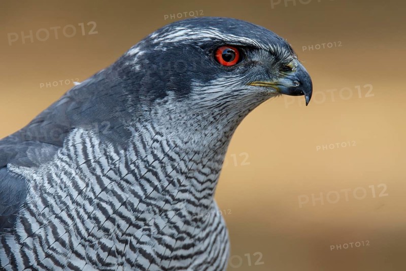 Northern Goshawk (Accipiter gentilis), adult male, Castile and Leon, Spain