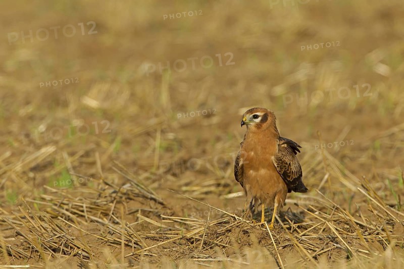 Montagu's Harrier (Circus pygargus) female, Rhineland-Palatinate, Germany