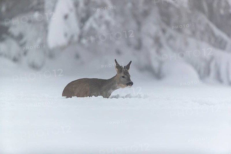 One young male Roe Deer, Roe buck (Capreolus capreolus), running through deep snow. Trees in the background