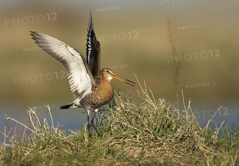 Black-tailed Godwit (Limosa limosa), Schleswig-Holstein, Germany