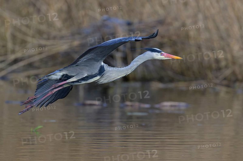 Grey heron (Ardea cinerea), adult heron in flight in front of reeds, Neckar valley, Baden-Württemberg, Germany