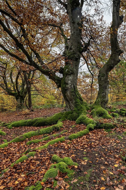Old copper beech (Fagus sylvatica), Hutebuche, Hutewald Halloh, Hesse, Germany