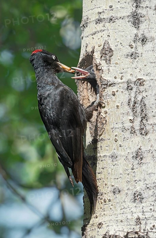 Black Woodpecker (Dryocopus martius) female feeding young at nest hole in tree, Aosta Valley, Italy